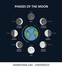 Movements of the Moon Phases. Vector illustration.