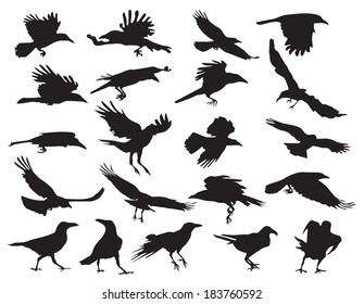 Moving silhouettes of crows on a white background. Set of vector illustrations. EPS 10.