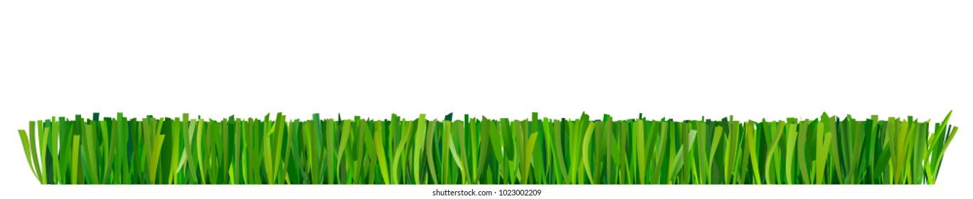 Mowed grass. Green fresh grass isolated on white background.
