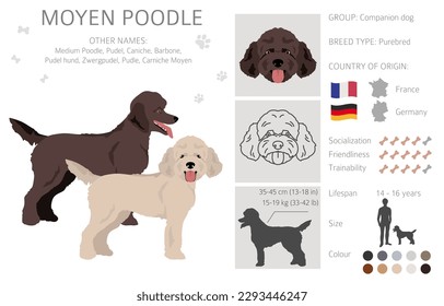 Moyen Poodle, Medium Poodle Clip Art. Unterschiedliche Posen, Farben für die Fellfarbe.  Vektorgrafik