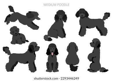 Moyen Poodle, Medium Poodle Clip Art. Unterschiedliche Posen, Farben für die Fellfarbe.  Vektorgrafik