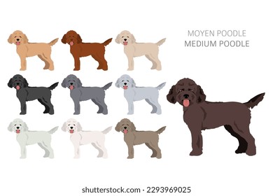 Moyen Poodle, Medium Poodle Clip Art. Unterschiedliche Posen, Farben für die Fellfarbe.  Vektorgrafik