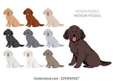 Moyen Poodle, Medium Poodle Clip Art. Unterschiedliche Posen, Farben für die Fellfarbe.  Vektorgrafik