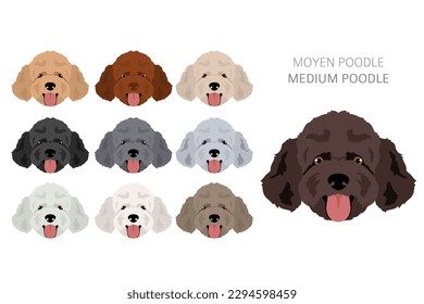 Moyen Poodle, Medium Poodle Clip Art. Unterschiedliche Posen, Farben für die Fellfarbe.  Vektorgrafik