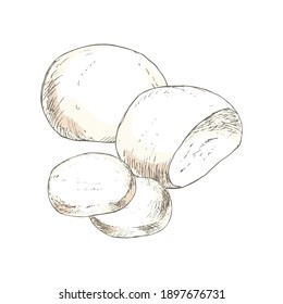 Mozzarella cheese isolated on white background. Dairy products. Vintage style design. Template for postcard, banner, poster, web design, menu. Hand Drawn vector illustration.