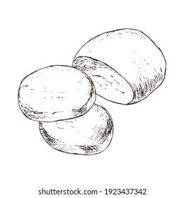 Mozzarella cheese isolated on white background. Dairy products. Vintage style design. Template for postcard, banner, poster, web design, menu. Hand Drawn vector illustration.