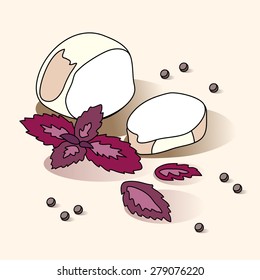 Mozzarella cheese, peppercorn and purple basil. Hand drawn vector illustration.