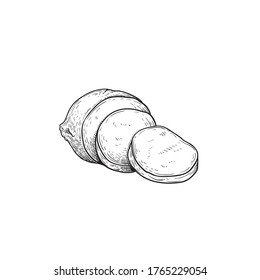 Mozzarella cheese sliced. Hand drawn sketch style drawing of traditional Italian cheese made from buffalo milk. Fresh soft butter cheese. Vector illustration.