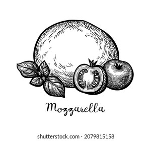 Mozzarella cheese with tomatoes and basil. Ink sketch isolated on white background. Hand drawn vector illustration. Vintage style stroke drawing.