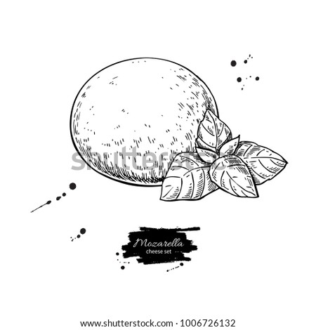 Mozzarella cheese vector drawing. Hand drawn round piece with basil leaf. Italian organic food sketch. Caprese salad ingredients. Farm market product for label, poster, icon.