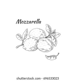 Mozzarella cheese. Vector sketch. Drawn by hand.