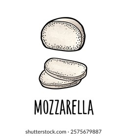 Mozzarella half and slices. Vector color vintage engraving illustration isolated on white background.