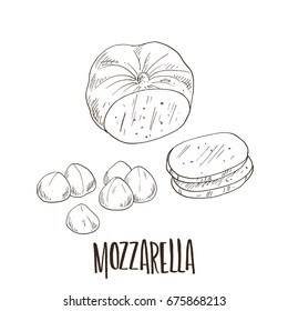 Mozzarella- hand drawn cheese illustration. Vector art.