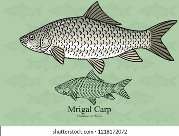 Mrigal Carp, White Carp. Vector illustration with refined details and optimized stroke that allows the image to be used in small sizes (in packaging design, decoration, educational graphics, etc.)