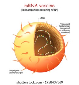 mRNA, or RNA vaccine. lipid nanoparticles (LNP) are novel pharmaceutical drug delivery system for produce an immune response for Viral Infection, or cancer immunotherapies