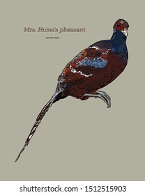 Mrs. Hume's pheasant (Syrmaticus humiae), also known as Hume's pheasant or bar-tailed pheasant, is a large, up to 90 cm long, forest pheasant. Hand draw sketch vector.