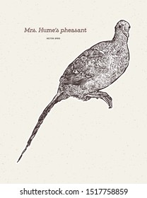 Mrs. Hume's pheasant (Syrmaticus humiae), also known as Hume's pheasant or bar-tailed pheasant, is a large, up to 90 cm long, forest pheasant. Hand draw sketch vector.