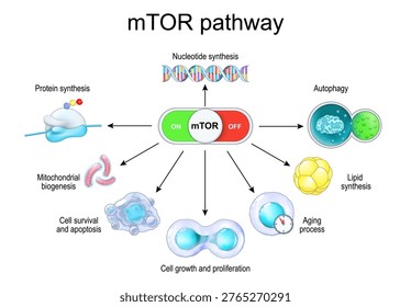 mTOR pathway. mTOR like switch of longevity and cellular aging, cancer, metabolism and autophagy. Rapamycin to longevity therapy. Vector illustration. Medical diagram