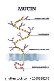 Mucin structure as chemical glycosylated proteins closeup outline diagram. Labeled educational part location scheme with linked glycans, transmembrane region and cytoplasmic region vector illustration