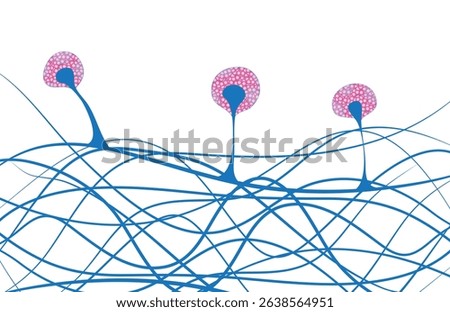 mucor microscopic view, diagram, structure, anatomy