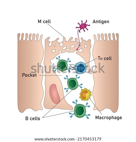 Mucosal immune system diagram. Mucous or gut associated lymphoid tissue. Medical vector illustration