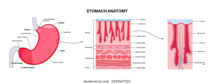 Cartel anatómico de membrana mucosa. Estructura de la pared de Stomach. Tejido blando que recubre los canales y órganos del sistema digestivo. Mucosa, submucosa, capa muscular e ilustración del vector médico seroso.