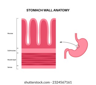 Mucous membrane anatomical poster. Stomach wall structure. Soft tissue that lines the canals and organs in the digestive system. Mucosa, submucosa, muscle layer and serosa medical vector illustration.