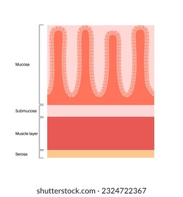 Mucous membrane anatomical poster. Stomach wall structure. Soft tissue that lines the canals and organs in the digestive system. Mucosa, submucosa, muscle layer and serosa medical vector illustration.