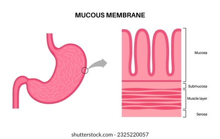 Mucous membrane anatomical poster. Stomach wall structure. Soft tissue that lines the canals and organs in the digestive system. Mucosa, submucosa, muscle layer and serosa medical vector illustration.