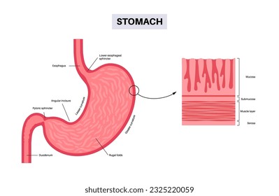 Mucous membrane anatomical poster. Stomach wall structure. Soft tissue that lines the canals and organs in the digestive system. Mucosa, submucosa, muscle layer and serosa medical vector illustration.