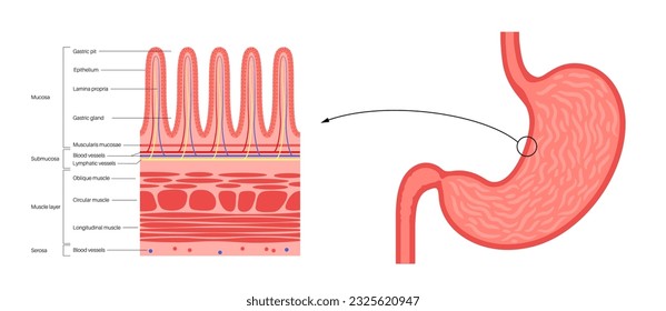 Mucous membrane anatomical poster. Stomach wall structure. Soft tissue that lines the canals and organs in the digestive system. Mucosa, submucosa, muscle layer and serosa medical vector illustration.