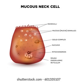 Mucous Neck Cell Of The Stomach Wall. Beautiful Colorful Drawing On A White Background