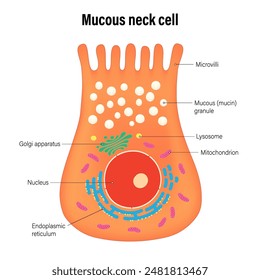 The Mucous neck cells of the stomach wall vector. Types of secretory cells in gastric glands.