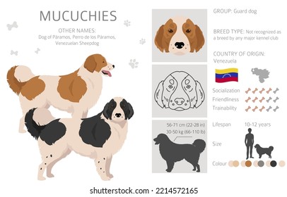 Mucuchies clipart. All coat colors set.; All dog breeds characteristics infographic. Vector illustration