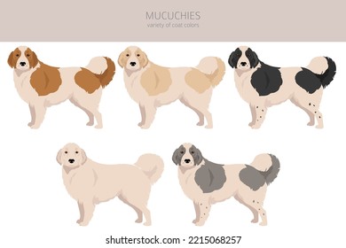 Mucuchies clipart. All coat colors set.; All dog breeds characteristics infographic. Vector illustration