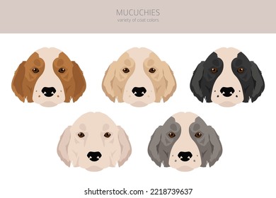 Mucuchies clipart. All coat colors set.; All dog breeds characteristics infographic. Vector illustration