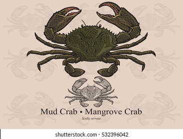 Mud Crab, Mangrove Crab. Vector illustration with refined details and optimized stroke that allows the image to be used in small sizes (in packaging design, decoration, educational graphics, etc.)