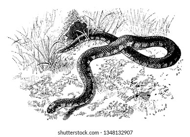 Mud Snake Slithering through Grass is a reptile in the Colubridae family of colubrid snakes native to the southeastern United States, vintage line drawing or engraving illustration.