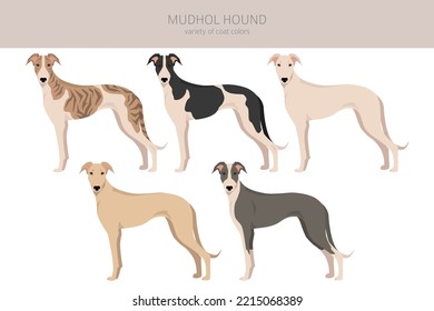 Mudhol hound clipart. All coat colors set.; All dog breeds characteristics infographic. Vector illustration