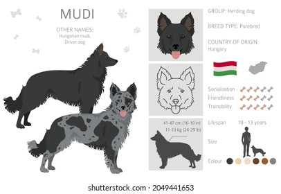 Mudi clipart. Postas diferentes, colores de abrigo.  Ilustración del vector