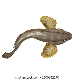Mudskipper Fish Vector Illustration Isolated On White Background