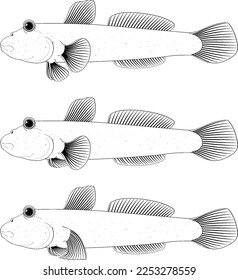 Mudskipper outline on white background illustration