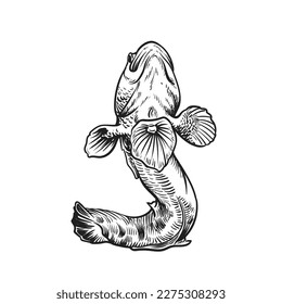 Mudskipper (Periophthalmus) , fresh and brackish water fish. Line drawing. Black and white illustration. Vector.