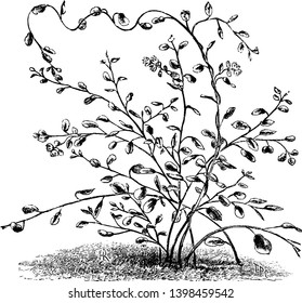 It is Muehlenbeckia Complexa plant which is also called as maidenhair vine. It is a decorative plant, vintage line drawing or engraving illustration.