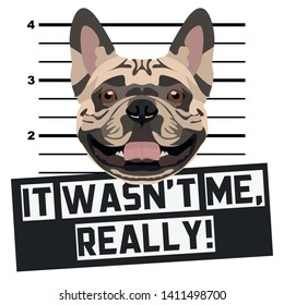 Mugshot French Bulldog
