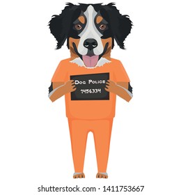 Mugshot prison clothes dog Bernese Mountain Dog
