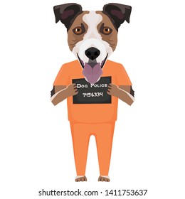 Mugshot prison clothes dog Jack Russell Terrier 
