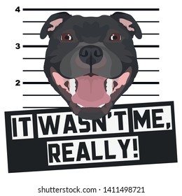 Mugshot Staffordshire Bull Terrier
