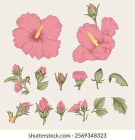 Mugunghwa. Set of Rose of Sharon flower illustration in hand drawn style. the national flower of South Korea. Vector line art illustration.