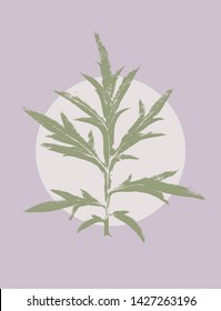 MUGWORT, Artemisia vulgaris scan tracing